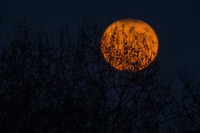 spooky orange moon